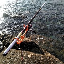 アオリイカ3杯あがりした!!