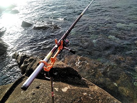 アオリイカ3杯あがりした!!