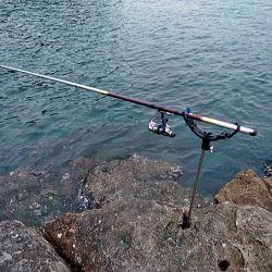 中型アオリイカ二杯上がりました!!