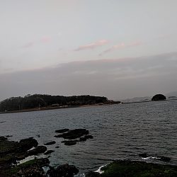 アジはいなくなったのでしょうか??