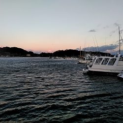 メバルが釣れまたね!!