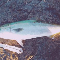 メジロには届かず