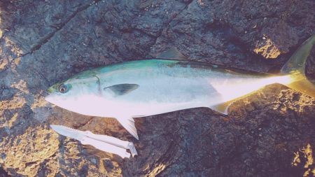 メジロには届かず