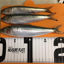 今年初の釣行で大漁