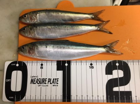 今年初の釣行で大漁
