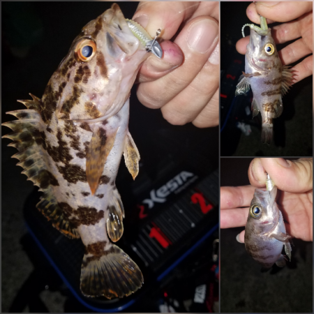 ロックフィッシュ‼