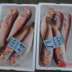 大進丸（新潟） 釣果