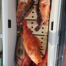 真祐丸 (しんゆうまる) 釣果