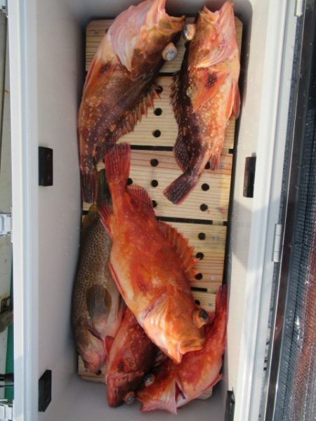 真祐丸 (しんゆうまる) 釣果