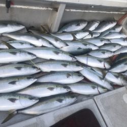 寿裕 (YOSHIHIRO) 釣果