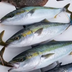 暁〜akatsuki〜 釣果