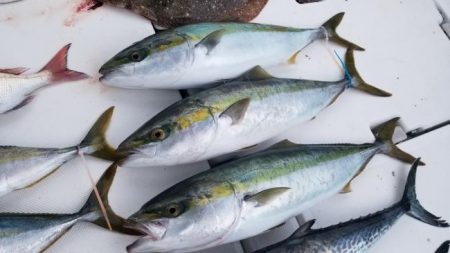 暁〜akatsuki〜 釣果