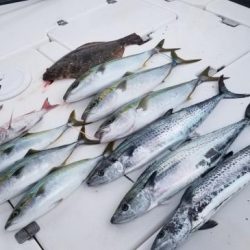 暁〜akatsuki〜 釣果