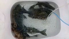 まこと渡船 釣果