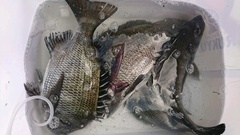 まこと渡船 釣果