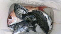 まこと渡船 釣果