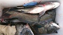 まこと渡船 釣果