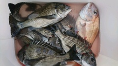 まこと渡船 釣果