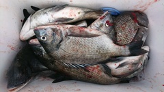 まこと渡船 釣果