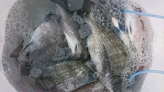 まこと渡船 釣果