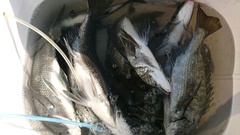 まこと渡船 釣果