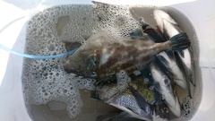 まこと渡船 釣果