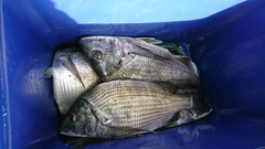 まこと渡船 釣果