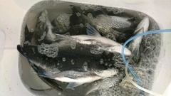 まこと渡船 釣果