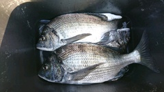 まこと渡船 釣果