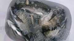 まこと渡船 釣果