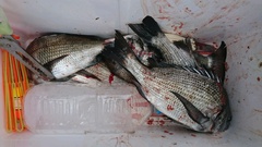 まこと渡船 釣果