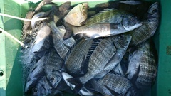 まこと渡船 釣果