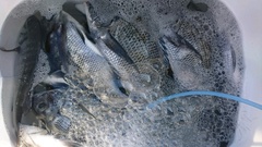 まこと渡船 釣果