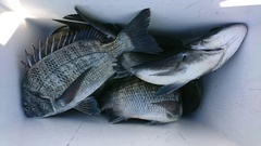 まこと渡船 釣果