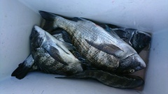 まこと渡船 釣果