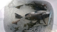 まこと渡船 釣果