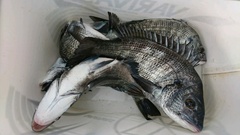 まこと渡船 釣果