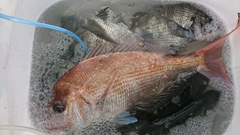 まこと渡船 釣果