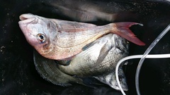 まこと渡船 釣果