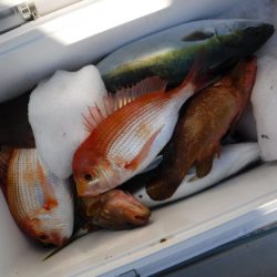 BlueNote Fishing Taxi 釣果