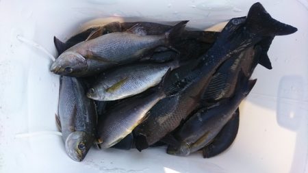 しば渡船 釣果