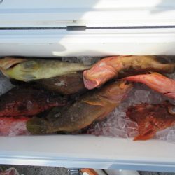 真祐丸 （しんゆうまる） 釣果