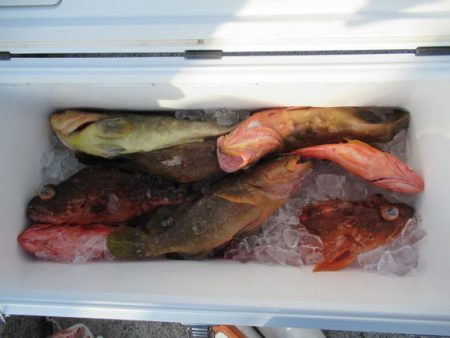 真祐丸 （しんゆうまる） 釣果