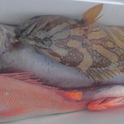 遊漁船 新鋭丸 釣果