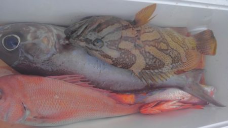 遊漁船 新鋭丸 釣果