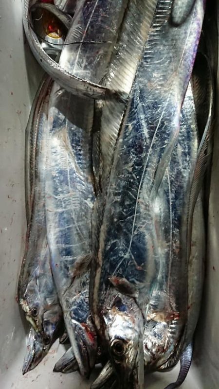 スカイマリン 釣果