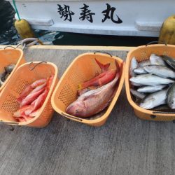 フィッシングハウス伊藤 釣果