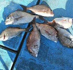 フィッシングガイド りょう 釣果