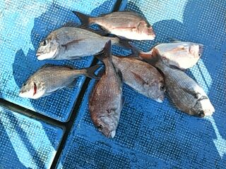 フィッシングガイド りょう 釣果