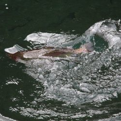 小菅トラウトガーデン 釣果